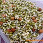 bean sprout recipe